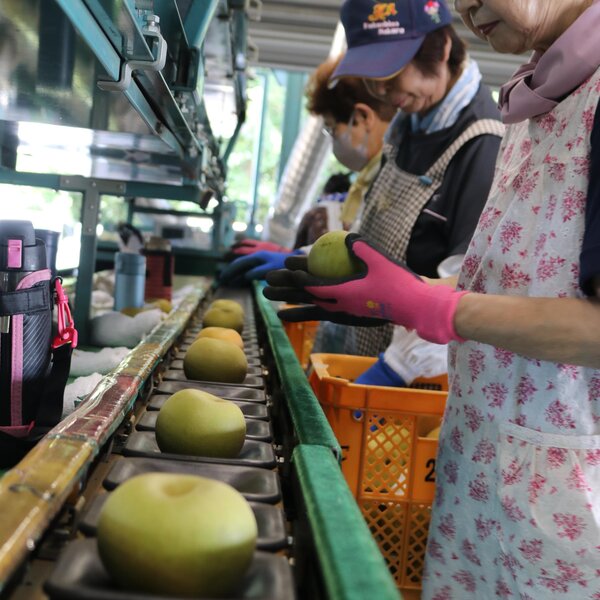 選果する作業員（郡山地区梨共同選果場開所式）