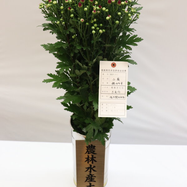 佐久間さんの小菊